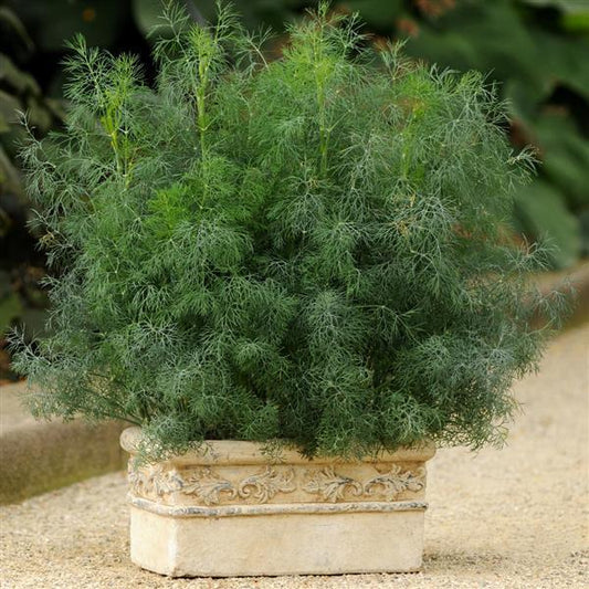 Anethum graveolens - Fernleaf Dill