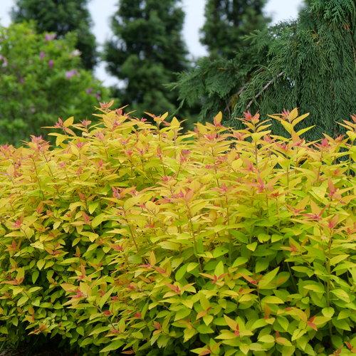 Spiraea japonica - Double Play® Candy Corn® Spirea