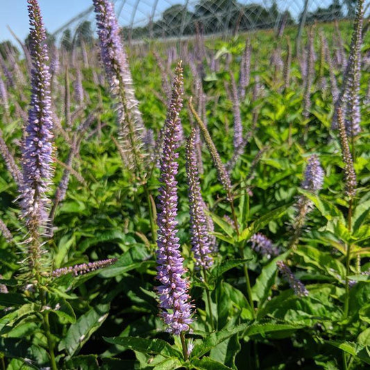 Veronicastrum virginicum - Red Arrow Culver's Root