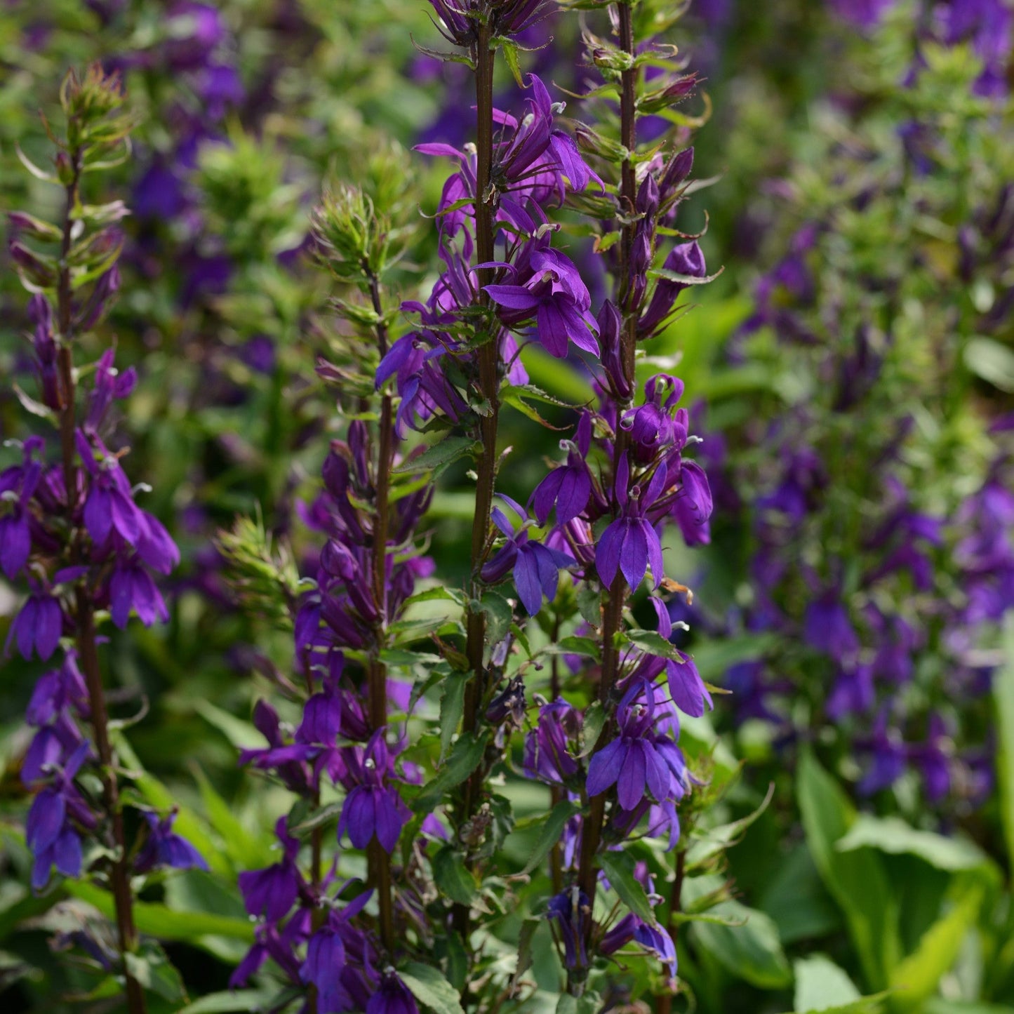 Lobelia x speciosa - Starship™ Blue Cardinal Flower