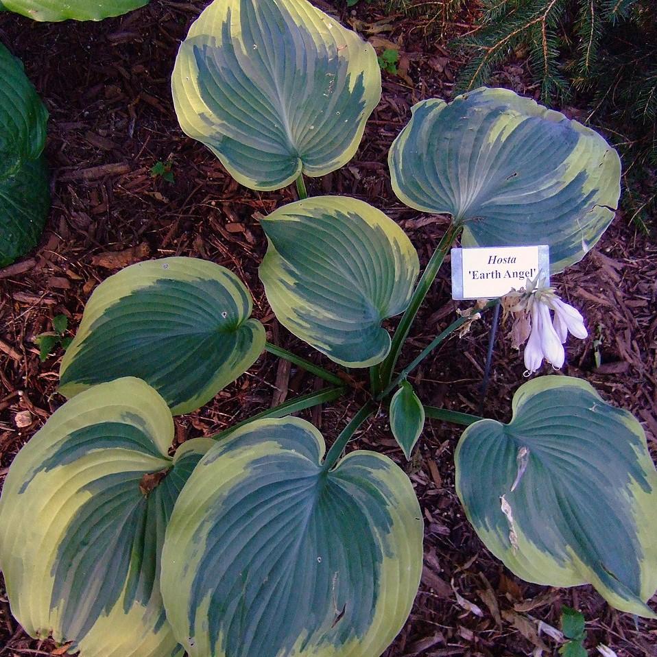 Hosta - Earth Angel Hosta