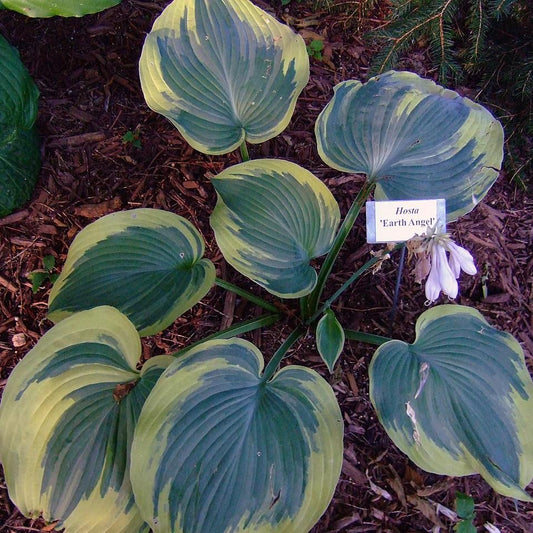 Hosta - Earth Angel Hosta