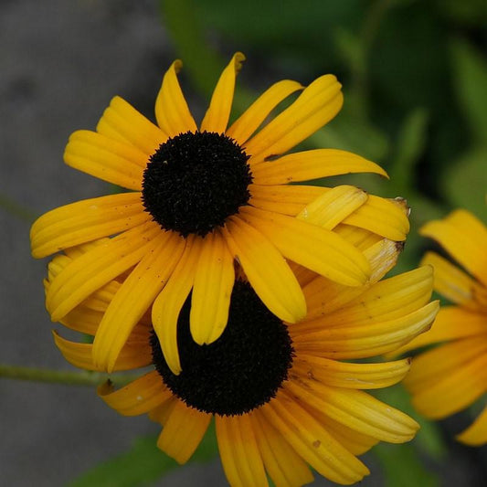 Rudbeckia fulgoda var speciosa - Viettes Little Suzy Black-Eyed Susan