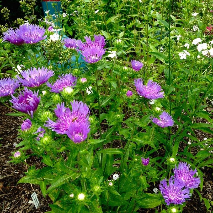 Stokesia laevis - Mel's Blue Stokes' Aster
