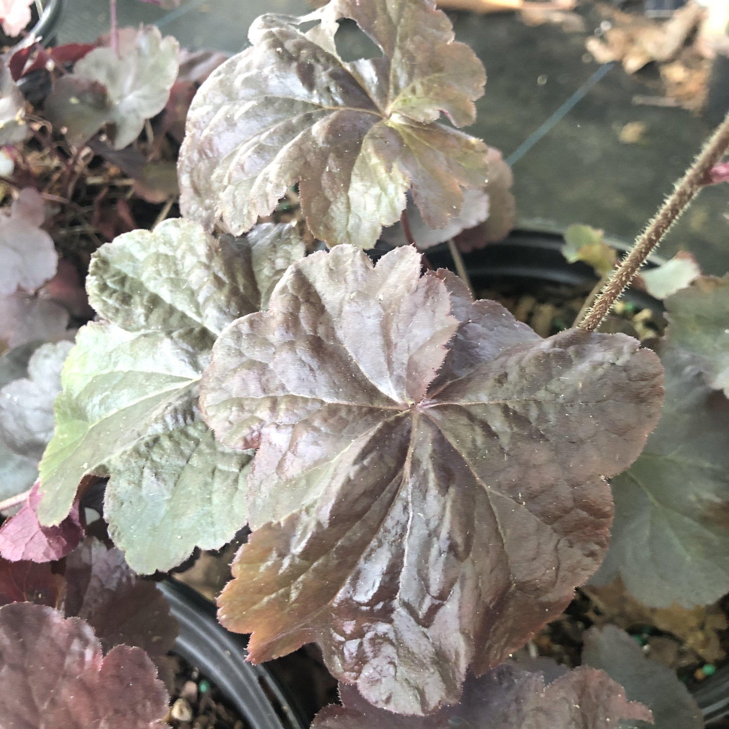 Heuchera - Obsidian Coral Bells
