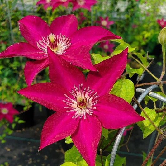 Clematis - Tekla™ Clematis