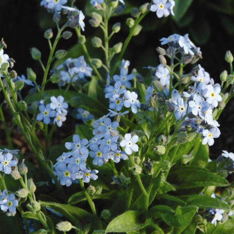 Myosotis sylvatica - Mon Amie Blue Forget-Me-Not