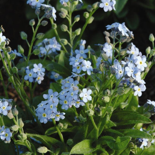 Myosotis sylvatica - Mon Amie Blue Forget-Me-Not