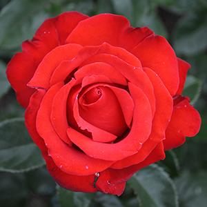 Rosa - Crimson Bouquet™ Rose