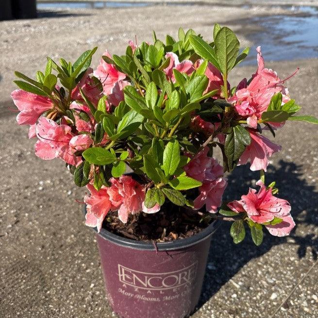 Encore® Autumn Sunburst™ Azalea