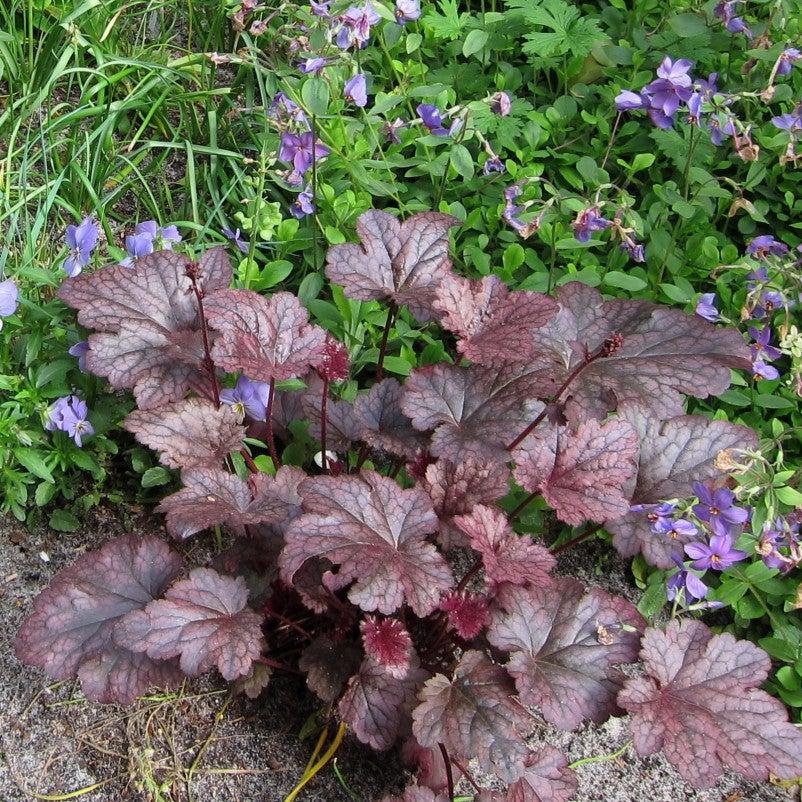 Heuchera - Plum Pudding Coral Bells, Heuchera