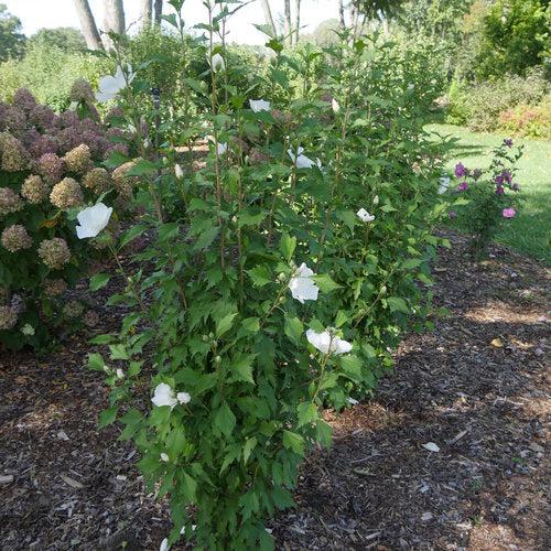 Hibiscus syriacus - PW® White Pillar® Rose of Sharon