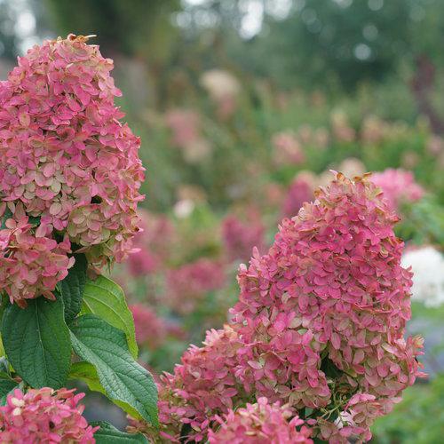 Hydrangea paniculata - Quick Fire Fab® Hydrangea
