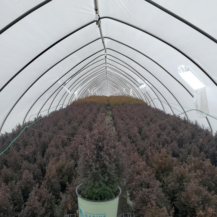 Chamaecyparis Thyoides - Top Point Dwarf White Cedar