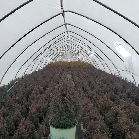 Chamaecyparis Thyoides - Top Point Dwarf White Cedar