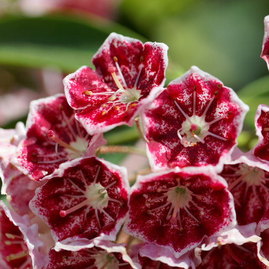 Kalmia latifolia - Keepsake Mountain Laurel