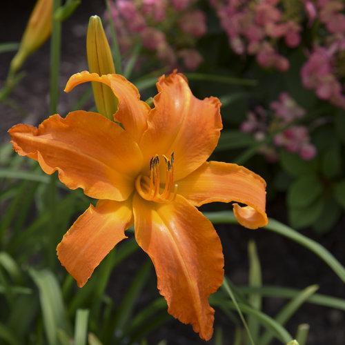 Hemerocallis - Rainbow Rhythm® 'Primal Scream' Daylily