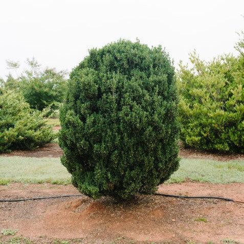 First Editions® Chubby Hubby™ Japanese Holly