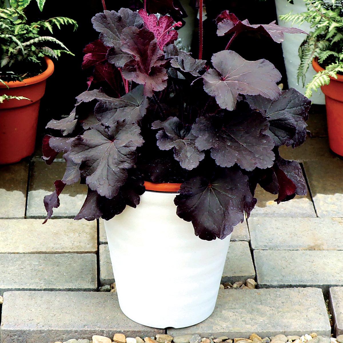 Heuchera - Northern Exposure™ Black Heuchera