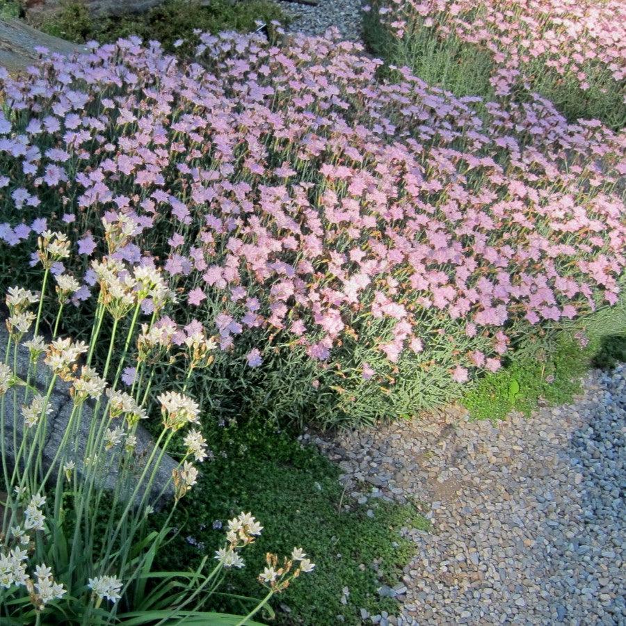 Dianthus - Bath's Pink Dianthus