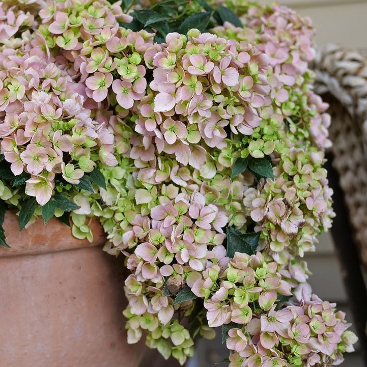 Hydrangea x - Fairytrail Fresco® Cascade Hydrangea