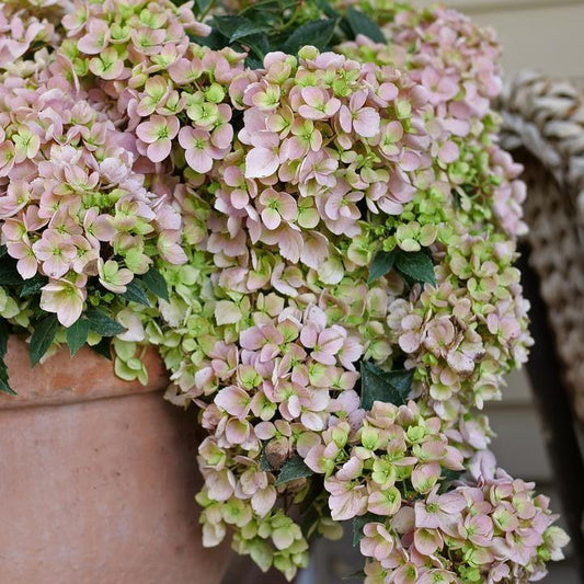 Hydrangea x - Fairytrail Fresco® Cascade Hydrangea