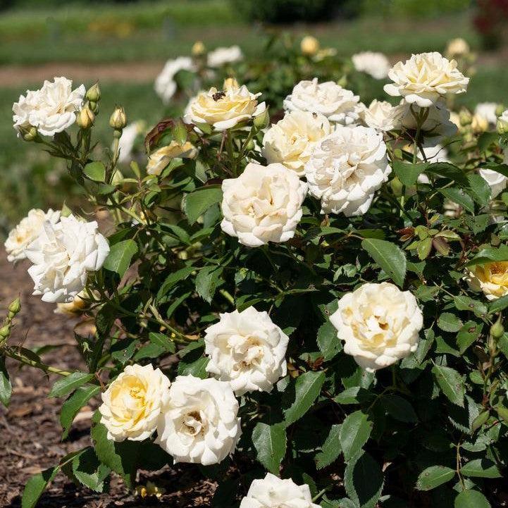 Rosa ‘Meidevi' - Buttercream Drift® Rose