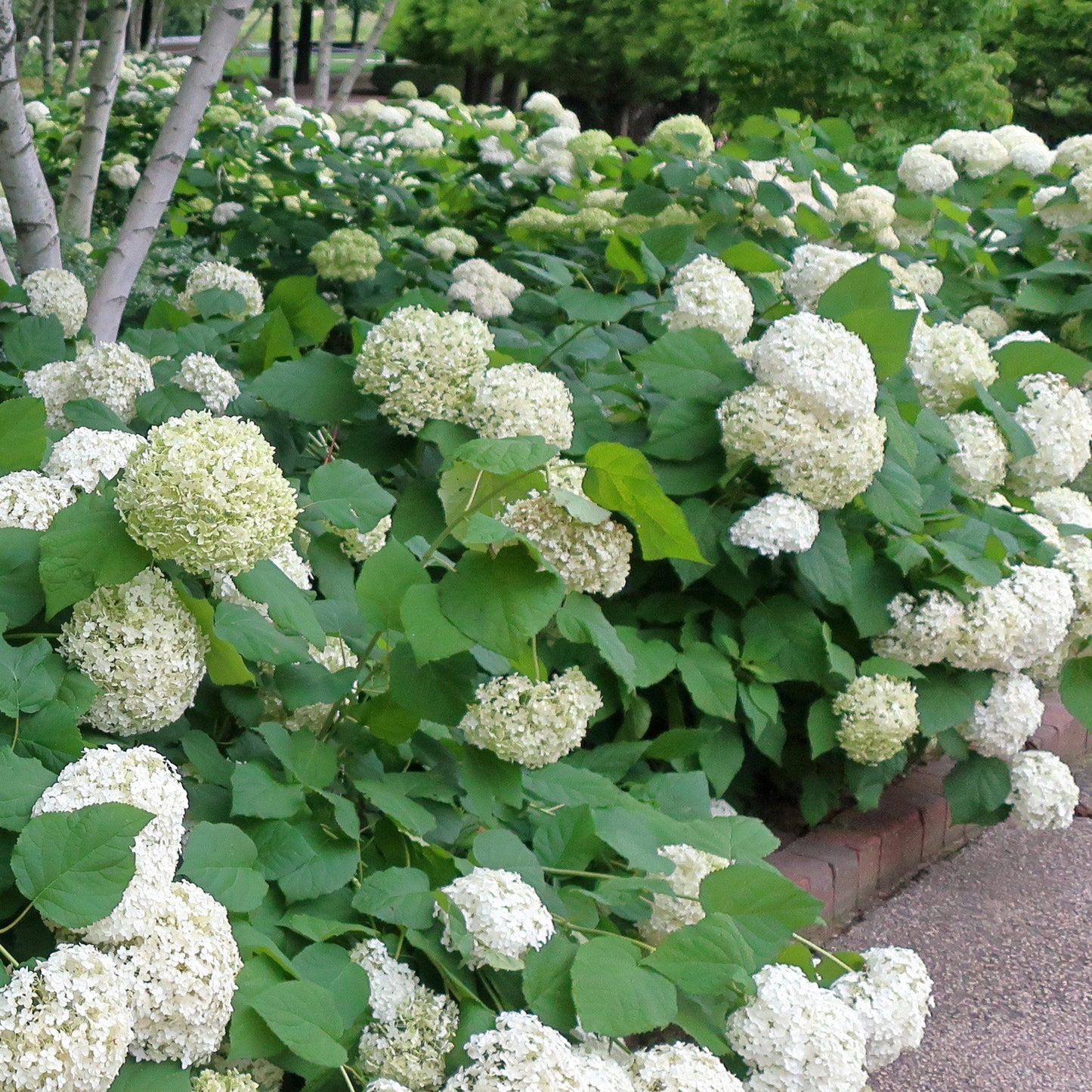 Hydrangea arborescens - Mophead Hydrangea, Annabelle Hydrangea
