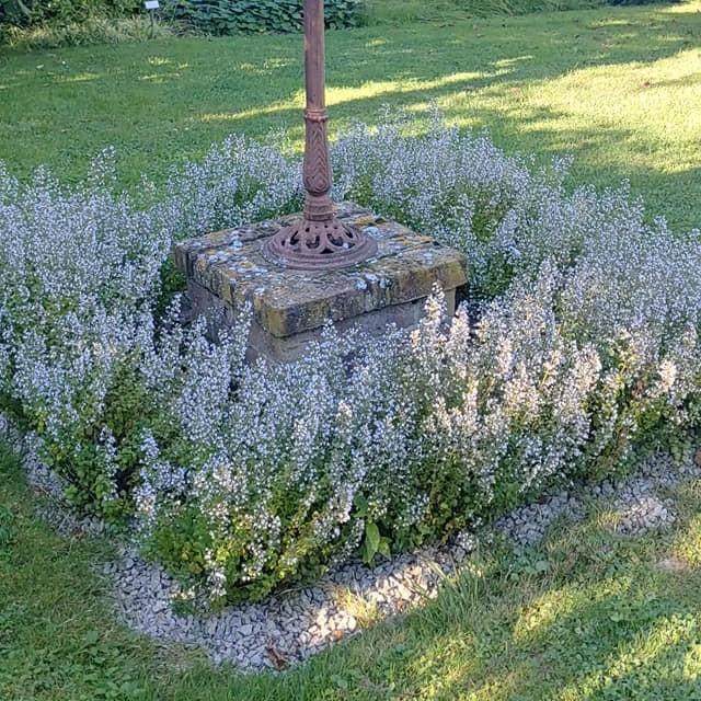 Calamintha nepeta - Triumphator Calamint