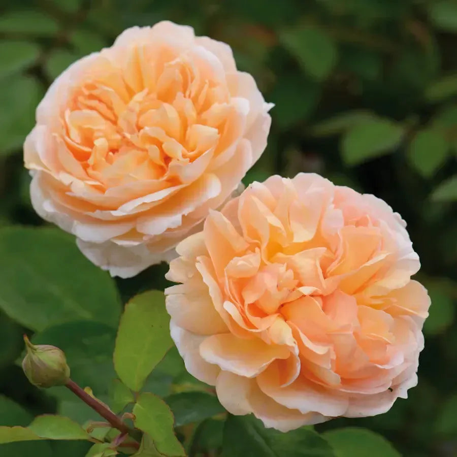 Rosa - The Lady Gardener® Rose