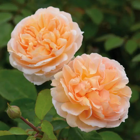 Rosa - The Lady Gardener® Rose