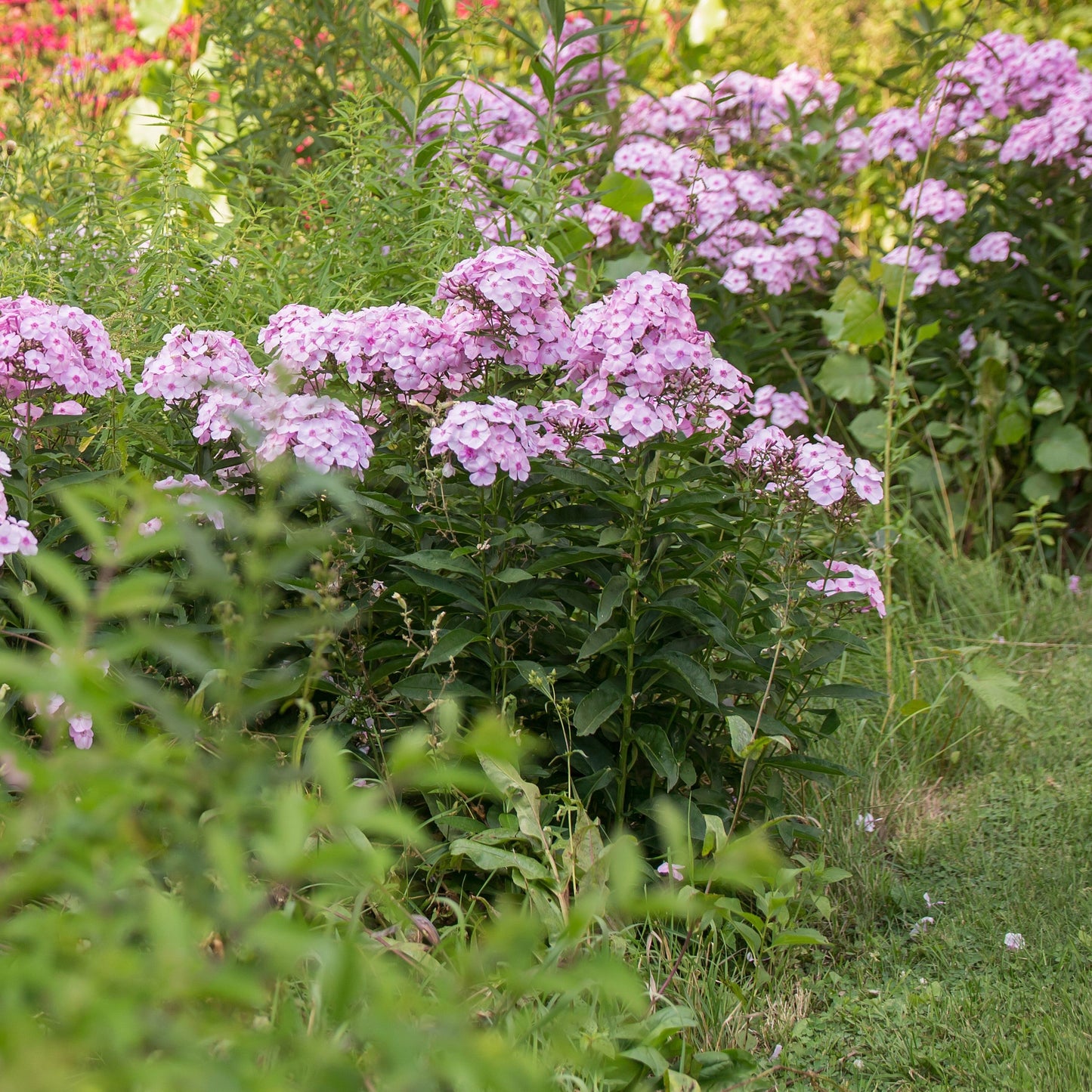 Phlox paniculata - First Editions® Cotton Candy™ Phlox