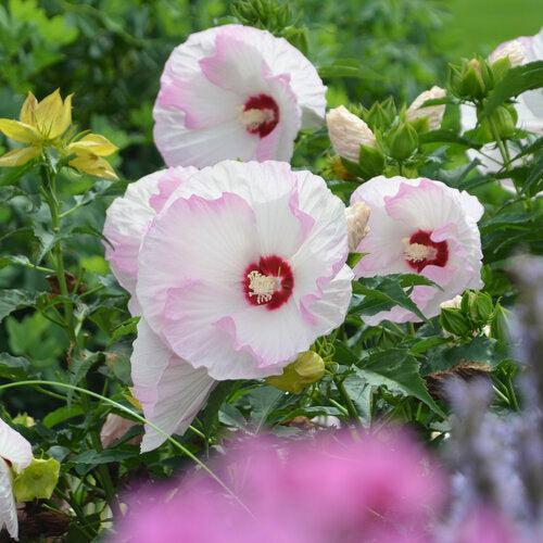Hibiscus - Summerific® Ballet Slippers Hibiscus