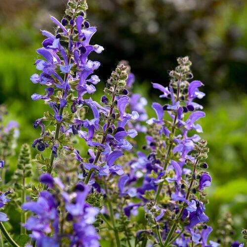 Salvia - Living Large® Big Sky Salvia