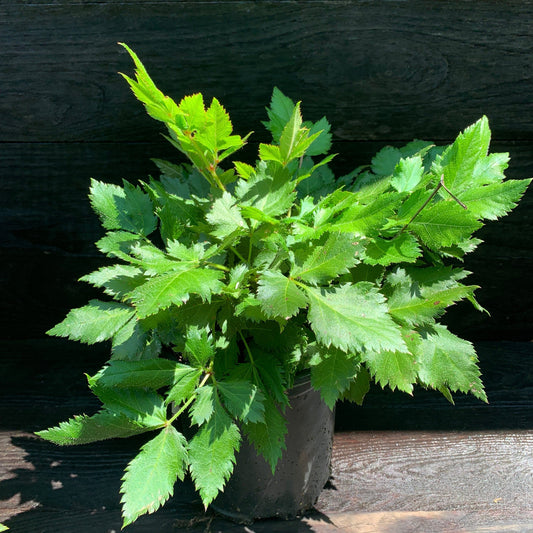 Astilbe chinensis - Visions Chinese Astilbe, False Goat's Beard