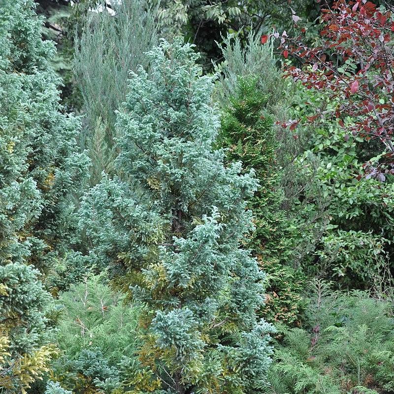 Chamaecyparis pisifera - Boulevard Cypress