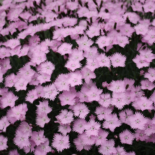 Dianthus - Bath's Pink Dianthus