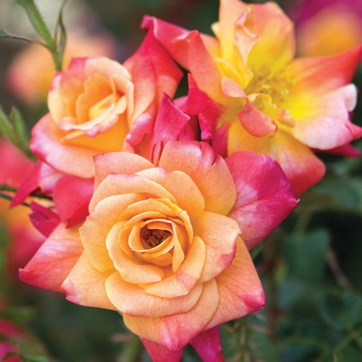 Rosa - Joseph's Coat Rose