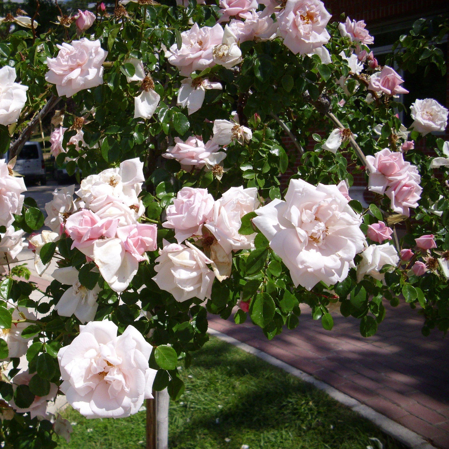 Rosa - New Dawn Rose