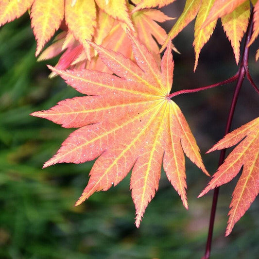 Acer shirasawanum - Autumn Moon Japanese Maple