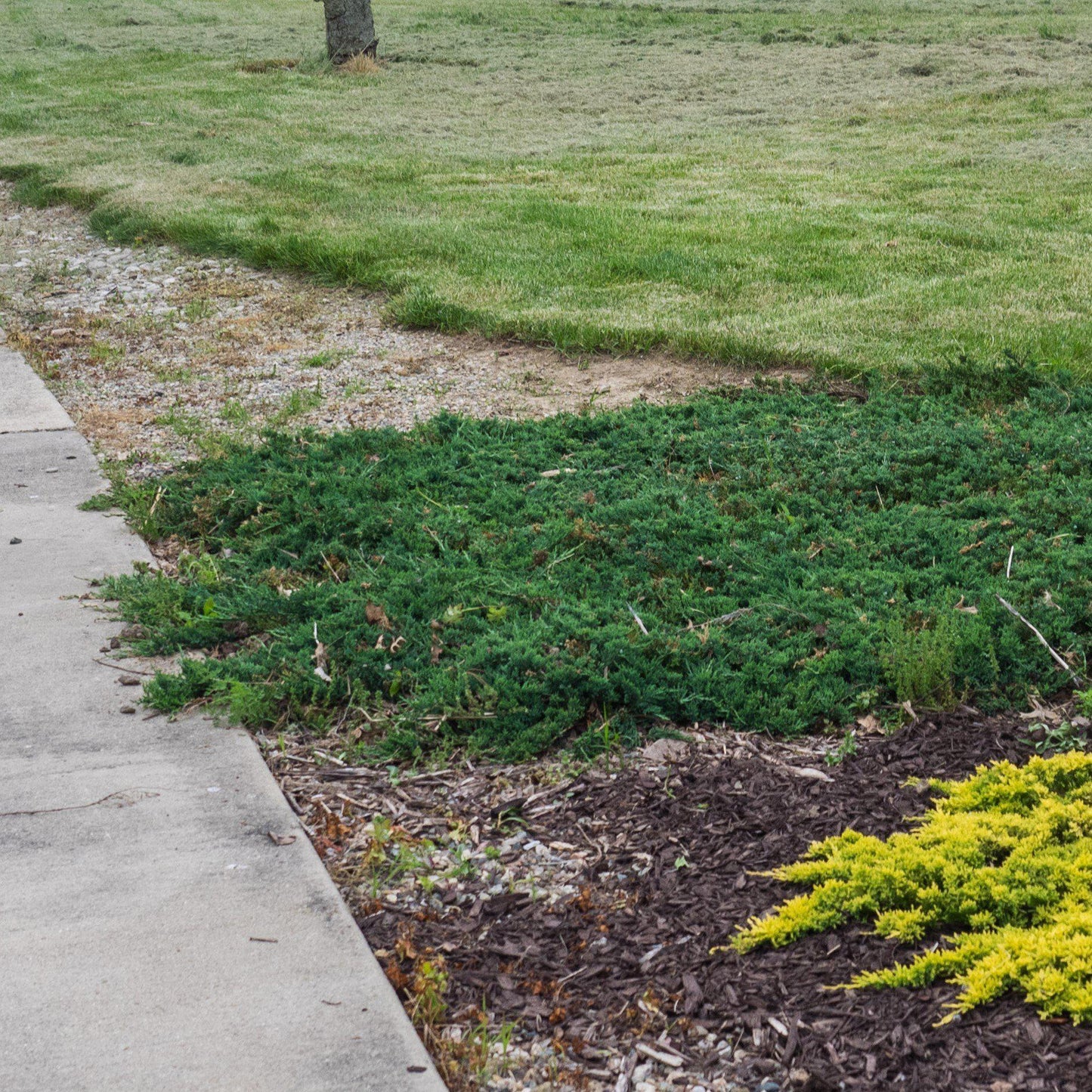 Juniperus horizontalis 'Wiltonii'  - Blue Rug Juniper