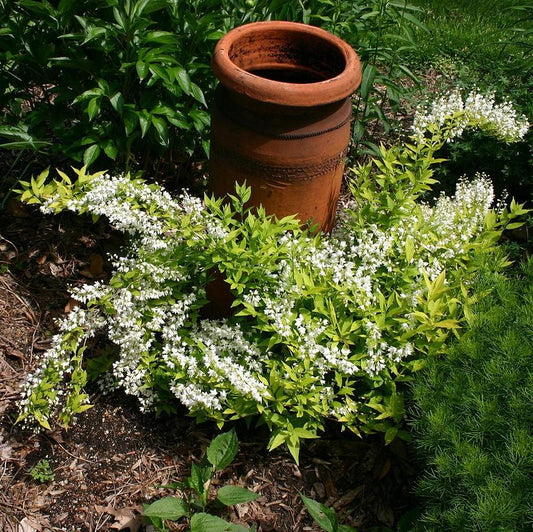 Deutzia gracilis - Chardonnay Pearls® Deutzia