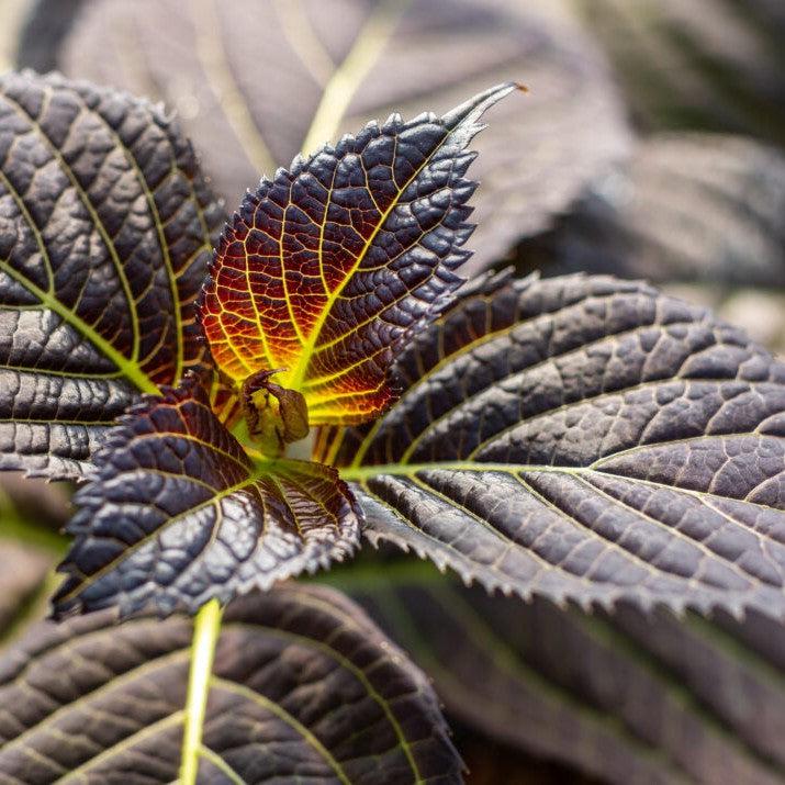 Hydrangea macrophylla - First Editions® Eclipse® Hydrangea