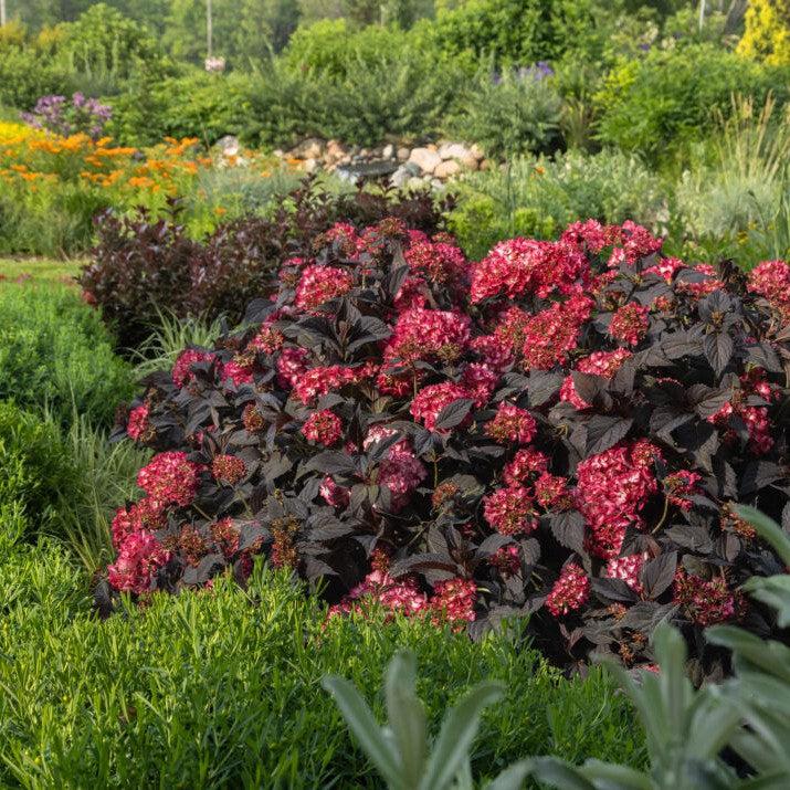 Hydrangea macrophylla - First Editions® Eclipse® Hydrangea