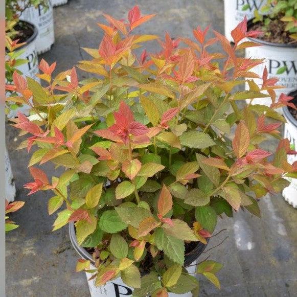 Spiraea x - Double Play® Doozie Spirea