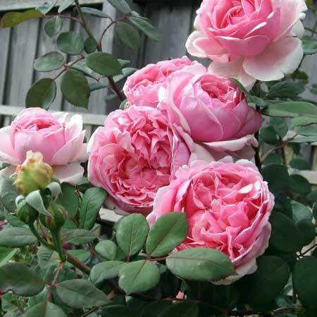 Rosa - Brother Cadfael® Rose
