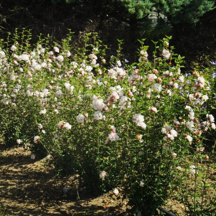 Hibiscus syriacus - First Editions® French Cabaret™ Blush Hibiscus