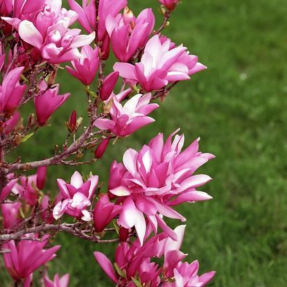 Magnolia - Betty Magnolia