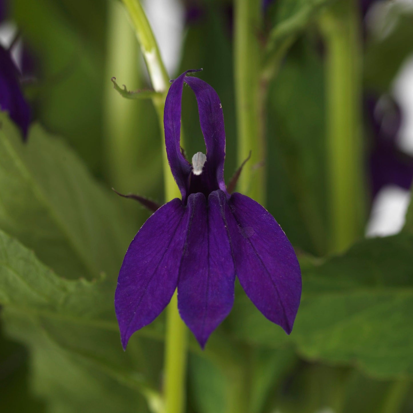 Lobelia x speciosa - Starship™ Blue Cardinal Flower