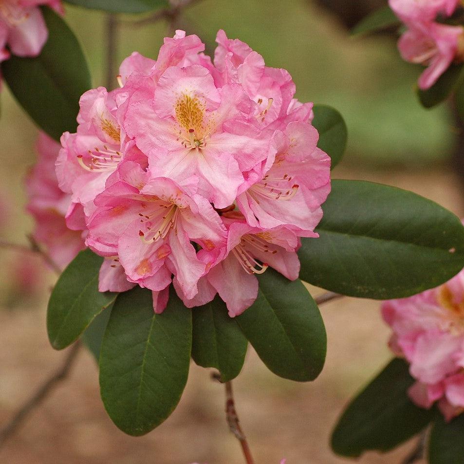 Rhododendron - Scintillation